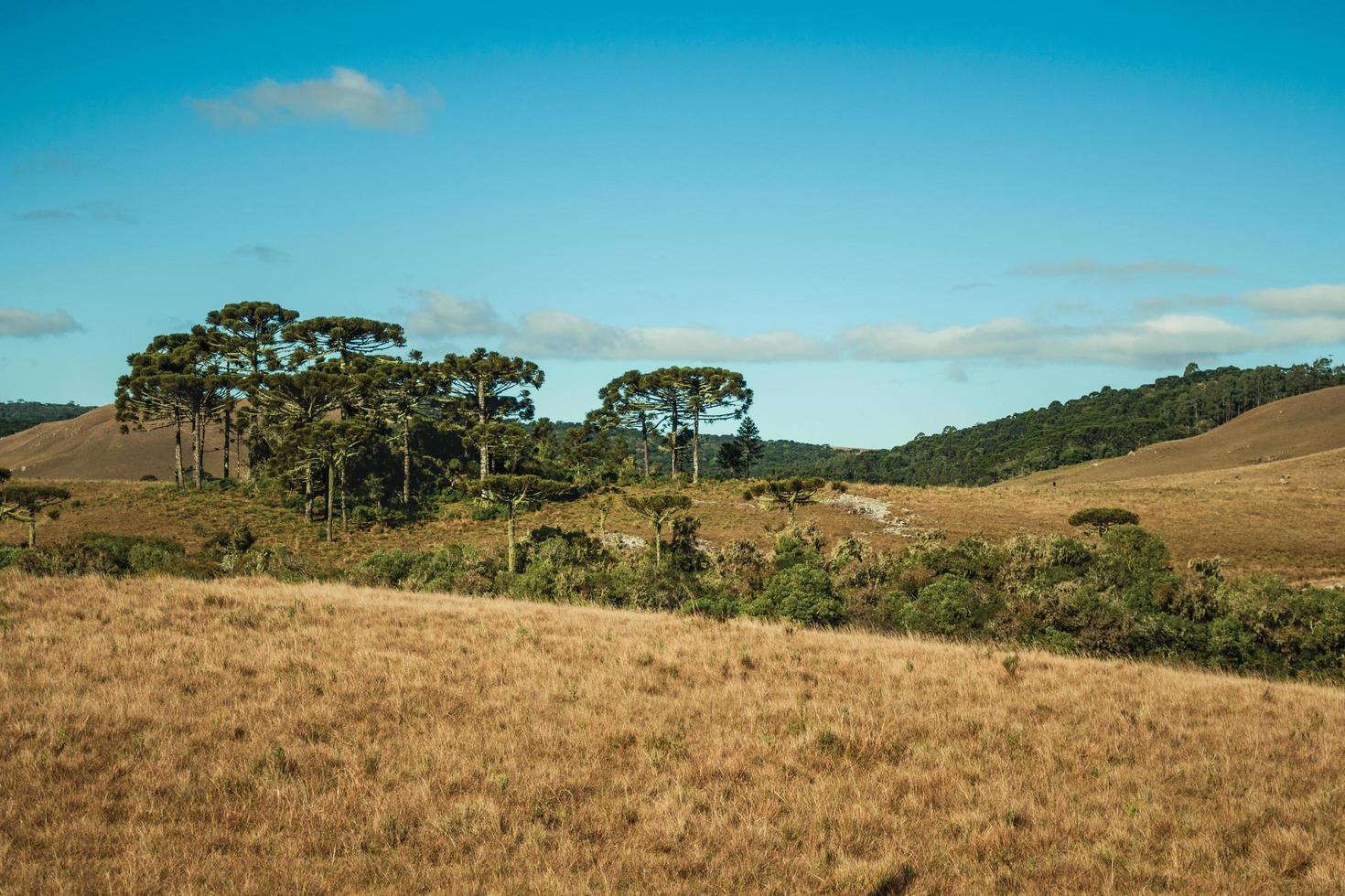 landskap av lantliga lågland som kallas pampas med gröna dungar och torra buskar som täcker kullarna nära cambara do sul. en liten lantstad i södra Brasilien med fantastiska naturliga turistattraktioner. foto