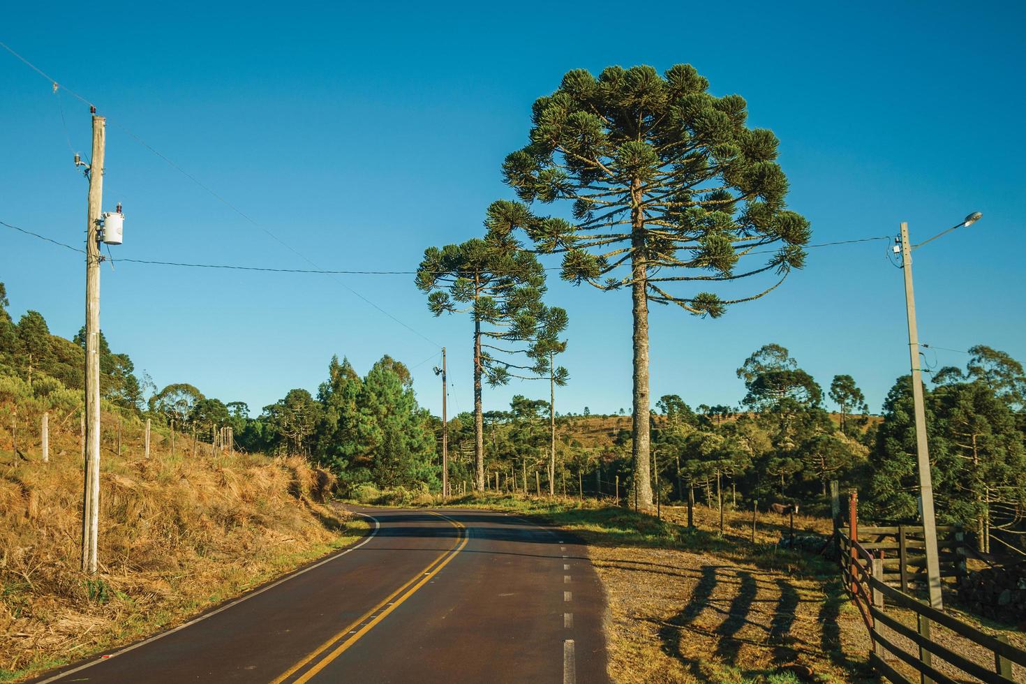 asfalterad väg som går genom lantliga lågland som kallas pampas vid sidan av träd och taggtrådsstängsel nära cambara do sul. en liten lantstad i södra Brasilien med fantastiska naturliga turistattraktioner. foto