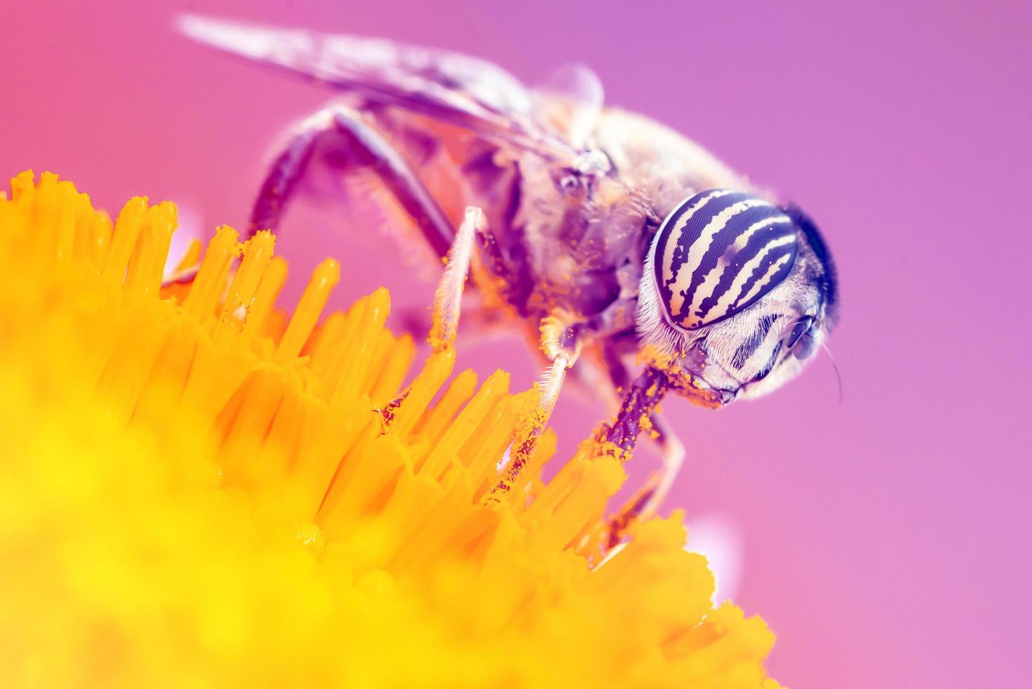 insekt pollinering gul bakgrundsfärg. foto