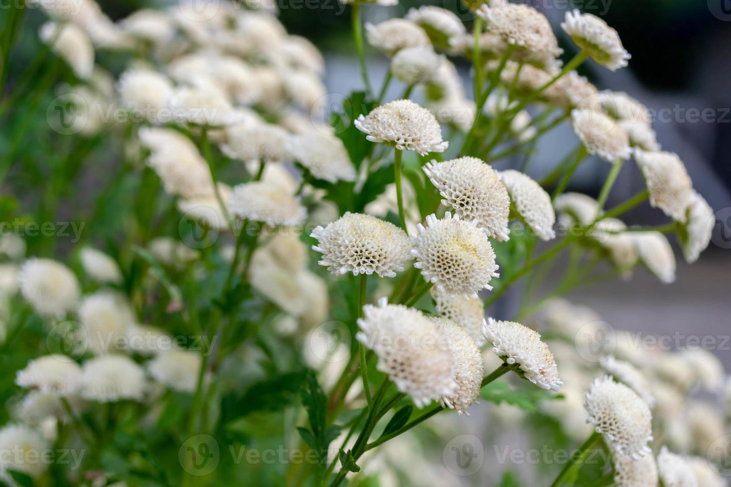 feberblomma blommar. vita blommor foto