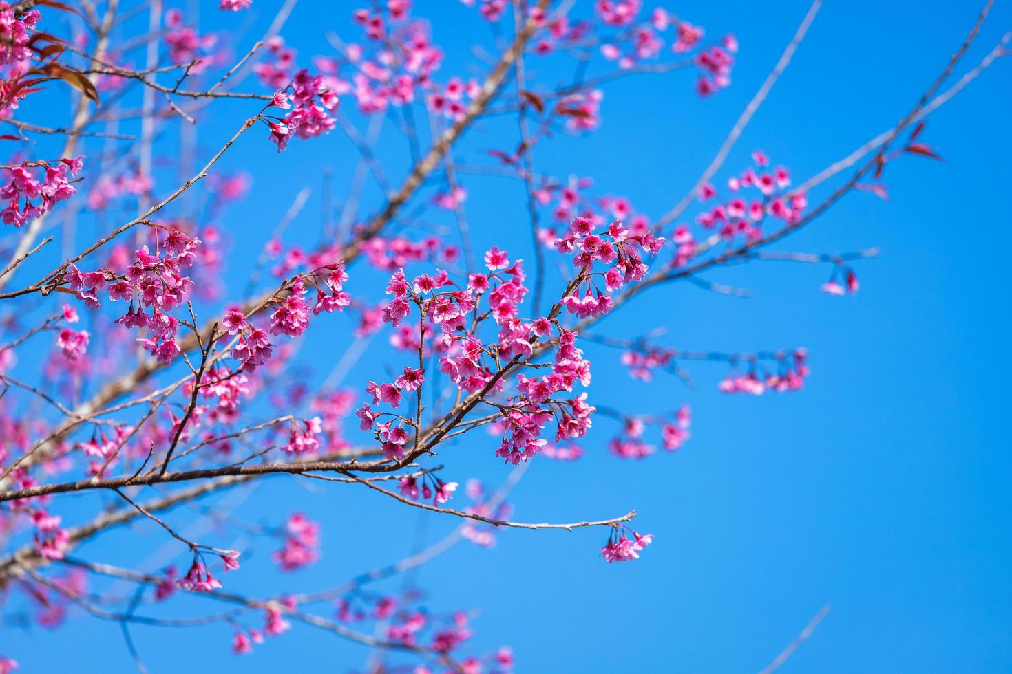 körsbärsblomma prunus cerasoides eller vilda himalaya-körsbär, jättetigerblomma i phu lom lo, phetchaboon, thailand. foto