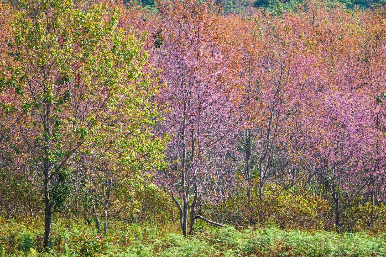körsbärsblomma prunus cerasoides eller vilda himalaya körsbär, jätte tigerblomma i trädgården med bergen vid phu lom lo i phetchaboon, thailand. foto