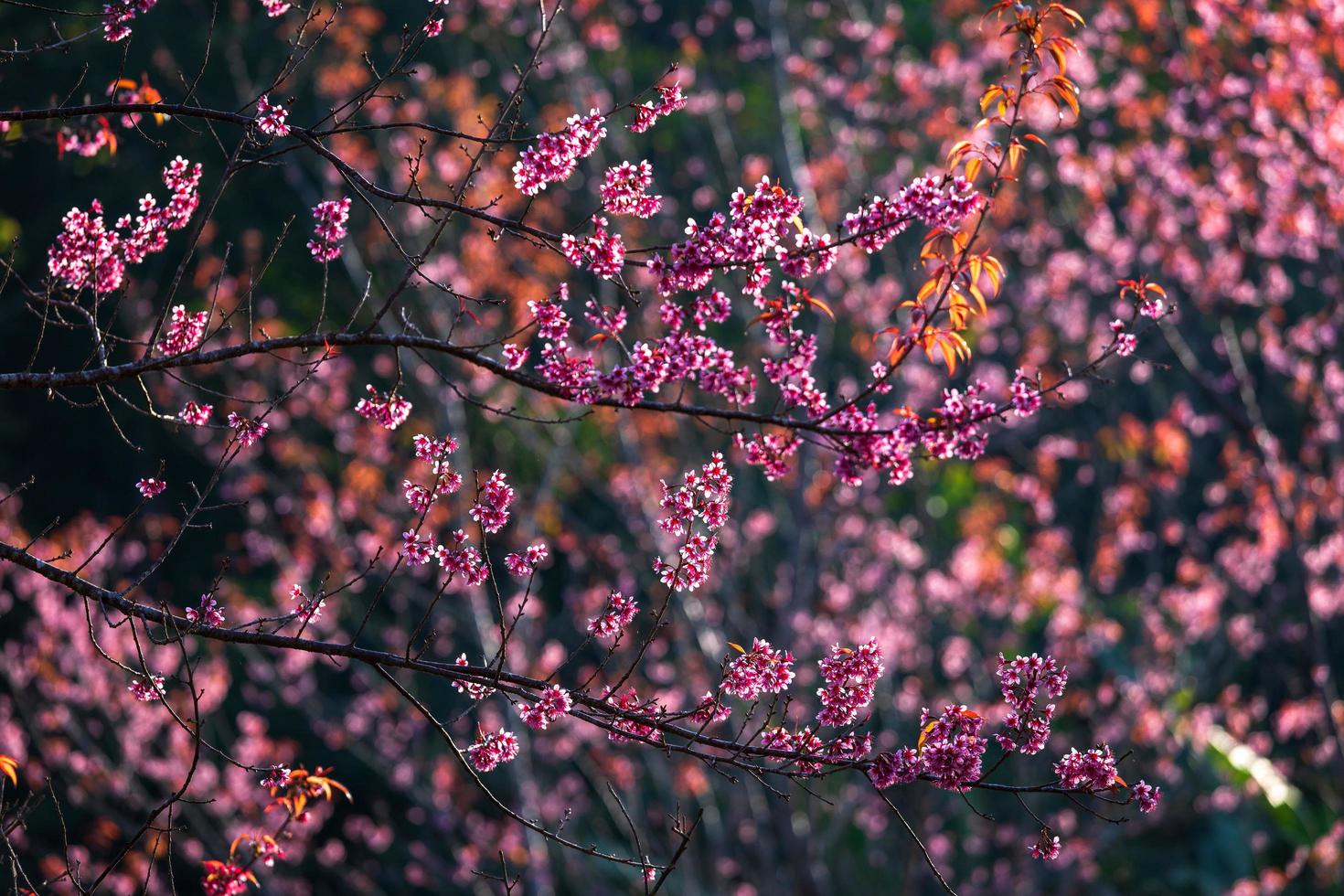 körsbärsblomma prunus cerasoides eller vilda himalaya-körsbär, jättetigerblomma i phu lom lo, phetchaboon, thailand. foto