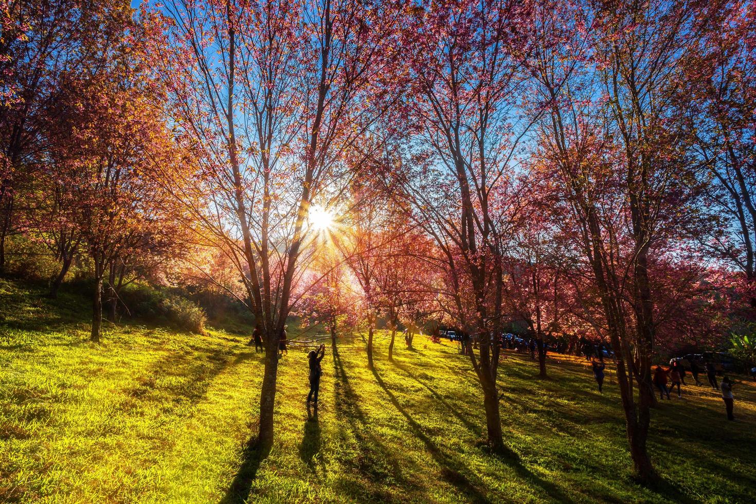 körsbärsblomma prunus cerasoides eller vilda himalaya körsbär, jätte tigerblomma i trädgården med bergen vid phu lom lo i phetchaboon, thailand. foto