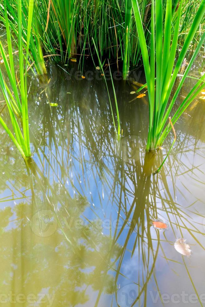 färska gröna blad av akvatiska sirvräs foto