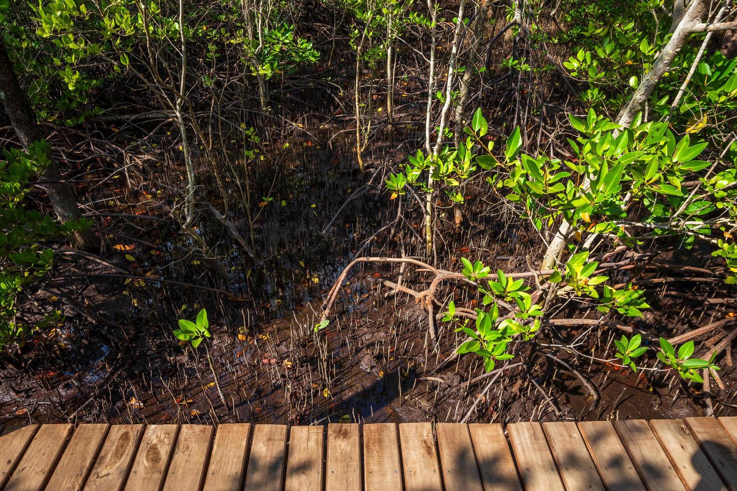 bro trä gångväg i skogen mangrove i chanthaburi thailand. foto