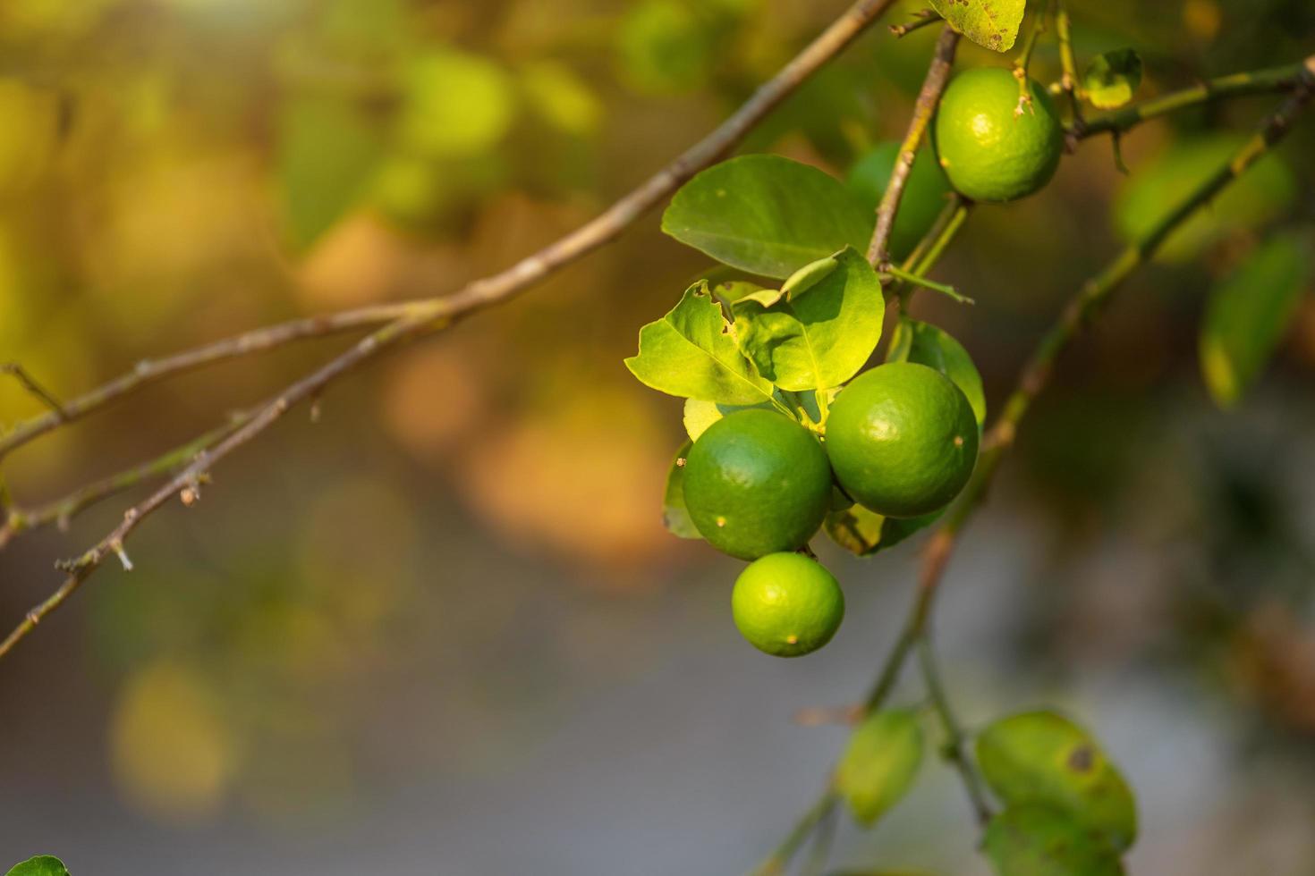 närbild av gröna citroner växer på citronträdet i en trädgård citrusfrukt thailand. foto