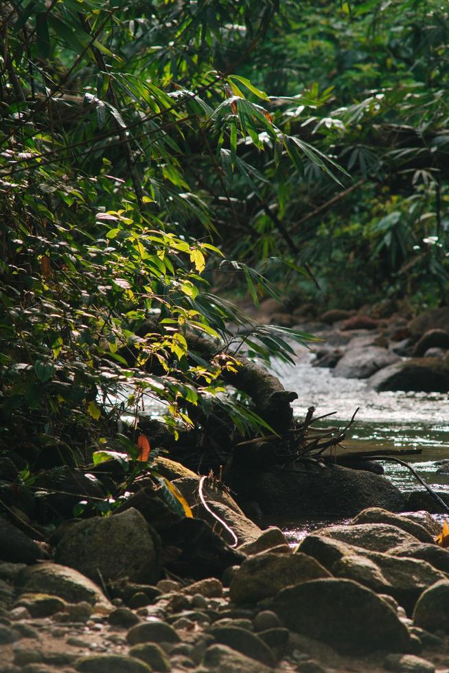 den tropiska skogen i vietnam foto