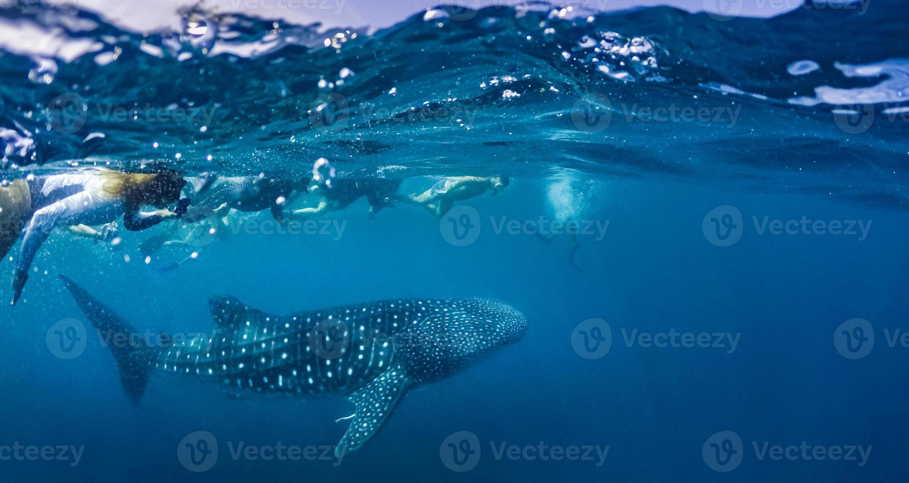 en valhaj som simmar strax under havsytan. snorkla med valhajar i djupblått hav på Maldivernas öar foto