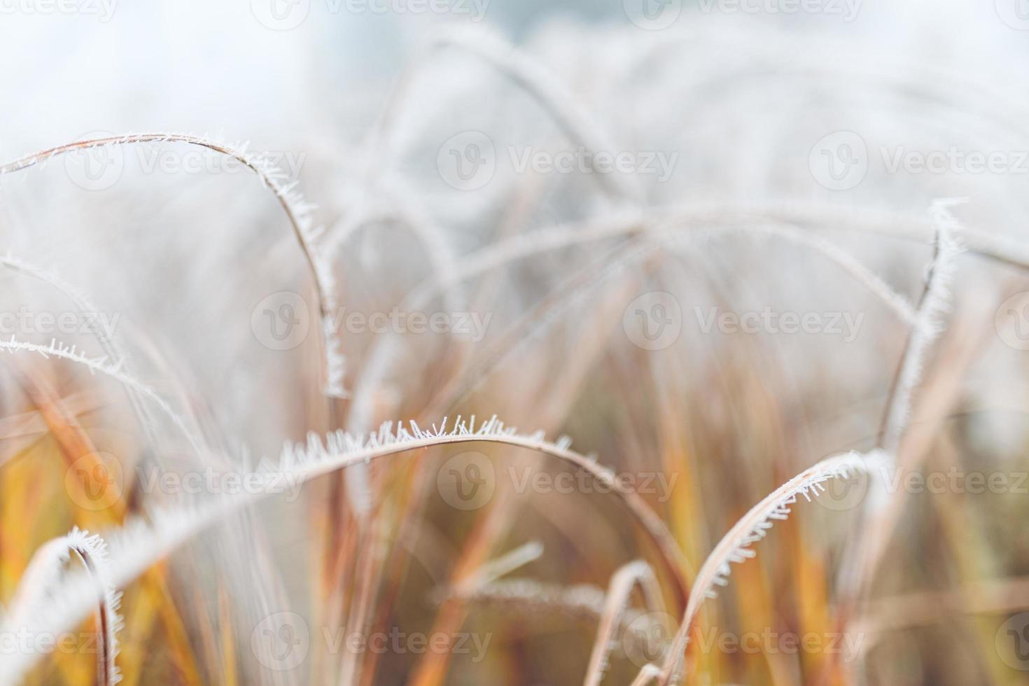 frusen gräsäng med suddigt dimmigt kallt landskap. frosttäckta gräs i vinterlandskap, selektiv inriktning och grunt skärpedjup foto