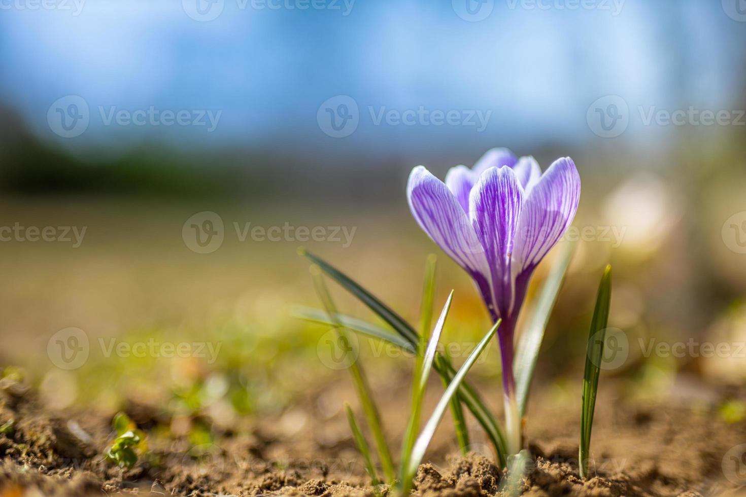 vackra mjuka vårblommor, suddigt bokeh naturlandskap. krokus framför solnedgången, med mjuk solnedgångsbokeh foto