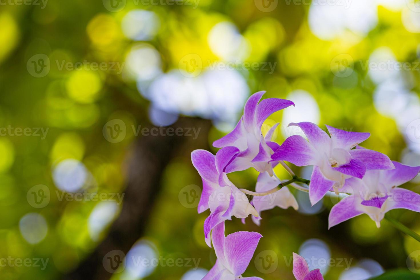 vacker lila orkidé - phalaenopsis. tropisk natur blommor med suddig bokeh bakgrund. romantiska kärleksblommor foto