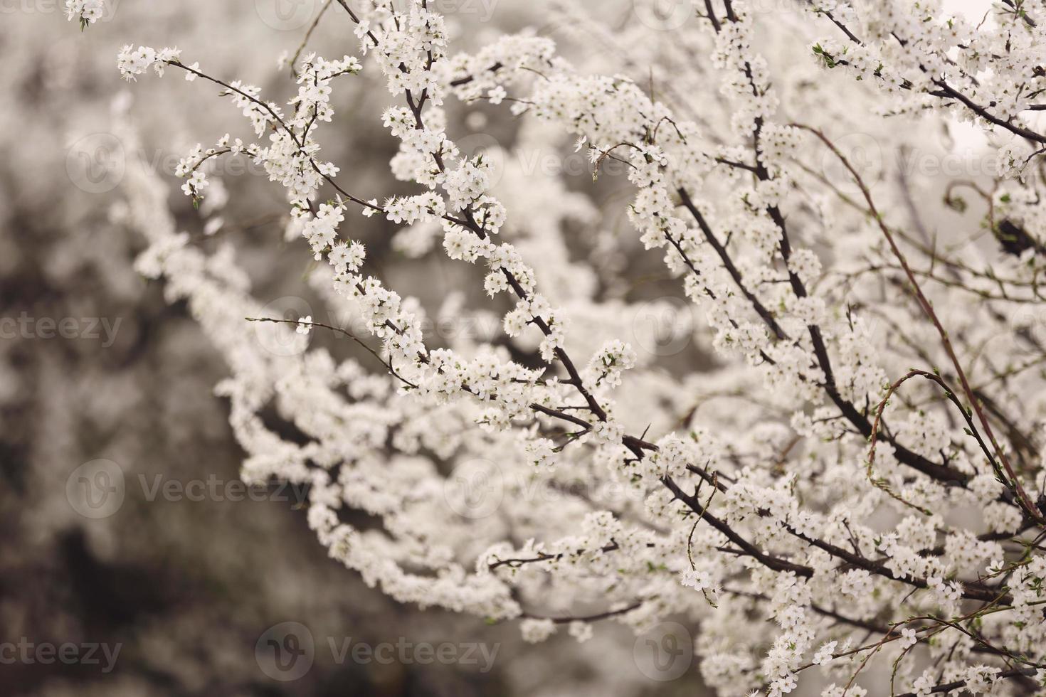 körsbärsblom i full blom. körsbärsblommor i små klasar på en körsbärsträdsgren, bleknar till vita. kort skärpedjup. fokus på centrumblommaklasen. foto