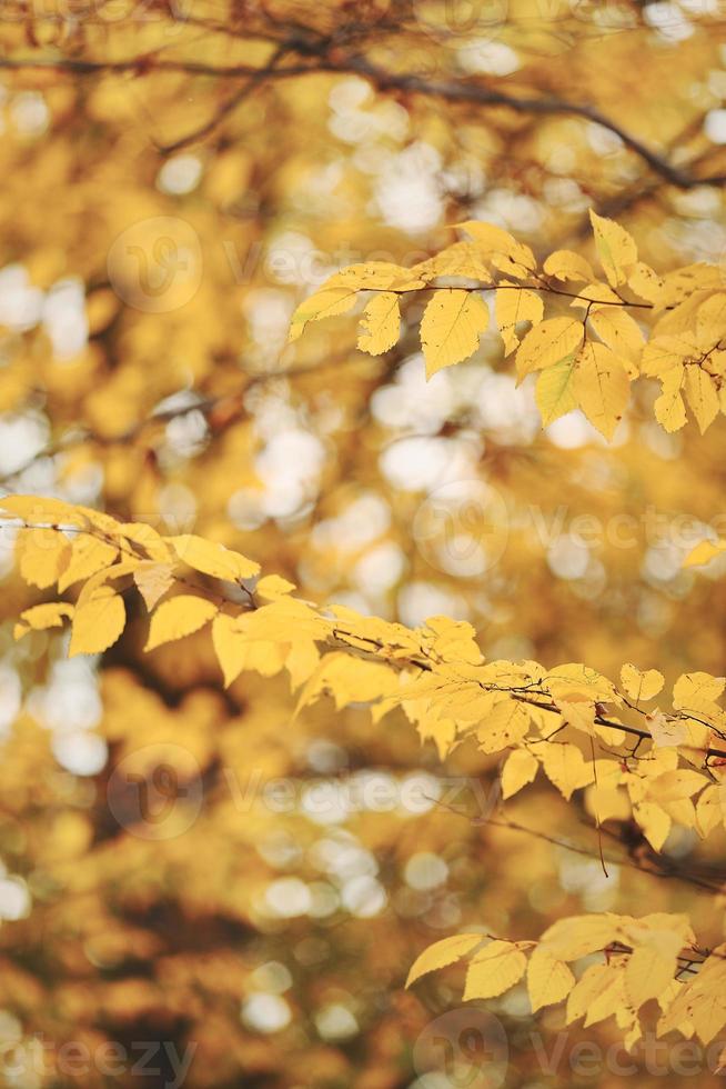 höstlandskap. hösten skogslandskap på en solig dag med lönnlöv bakgrund. selektiv fokusering. foto
