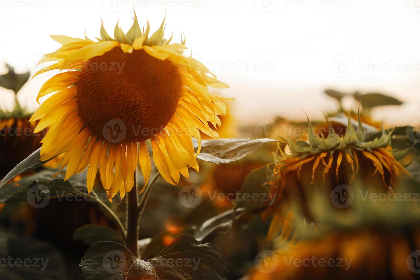 solrosfält. solros naturlig bakgrund. solros som blommar. närbild av solros. foto