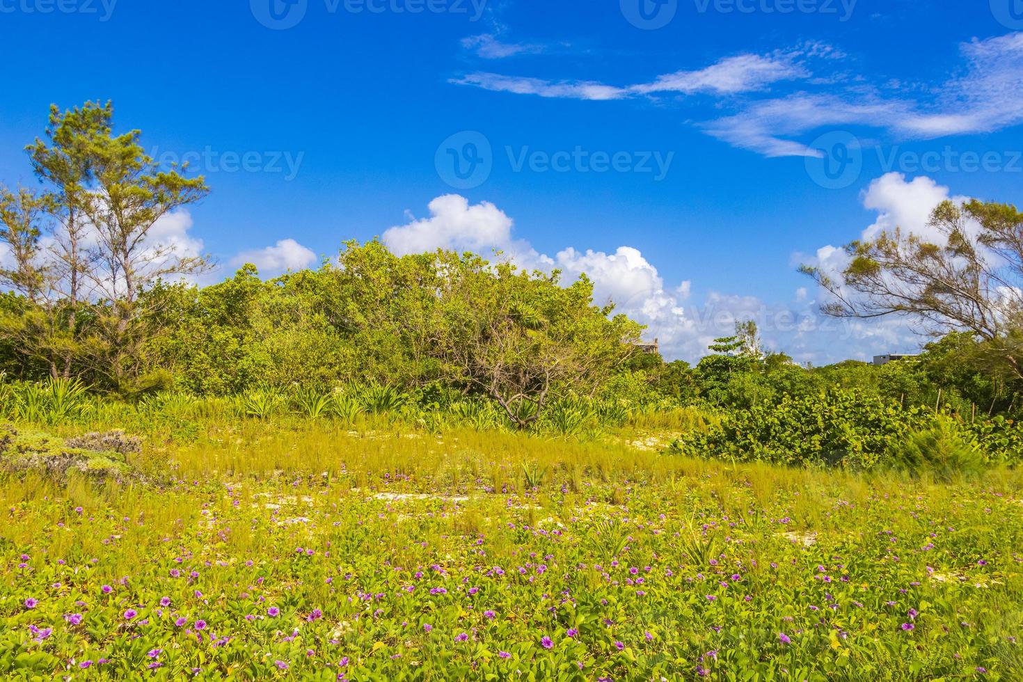 tropiska växter på naturlig strandskog playa del carmen mexico. foto