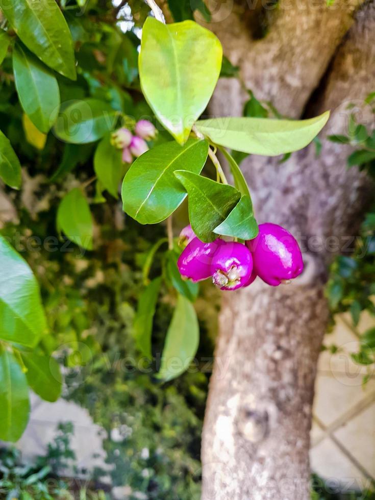 rosa frukter, frön, blomknoppar i skogen, sydafrika. foto