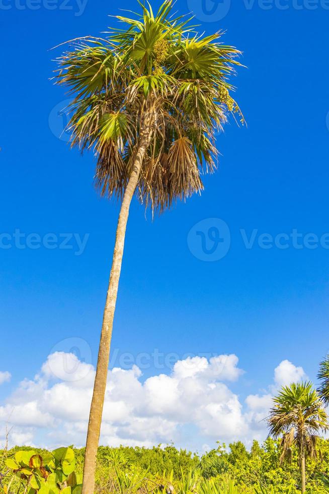 tropisk palm med blå himmel playa del carmen mexico. foto