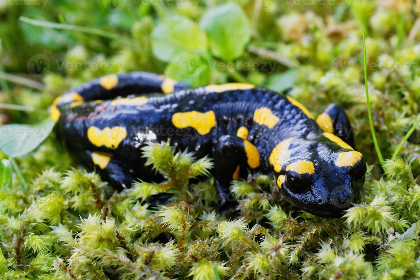 eld salamander salamandra salamandra i en natur foto