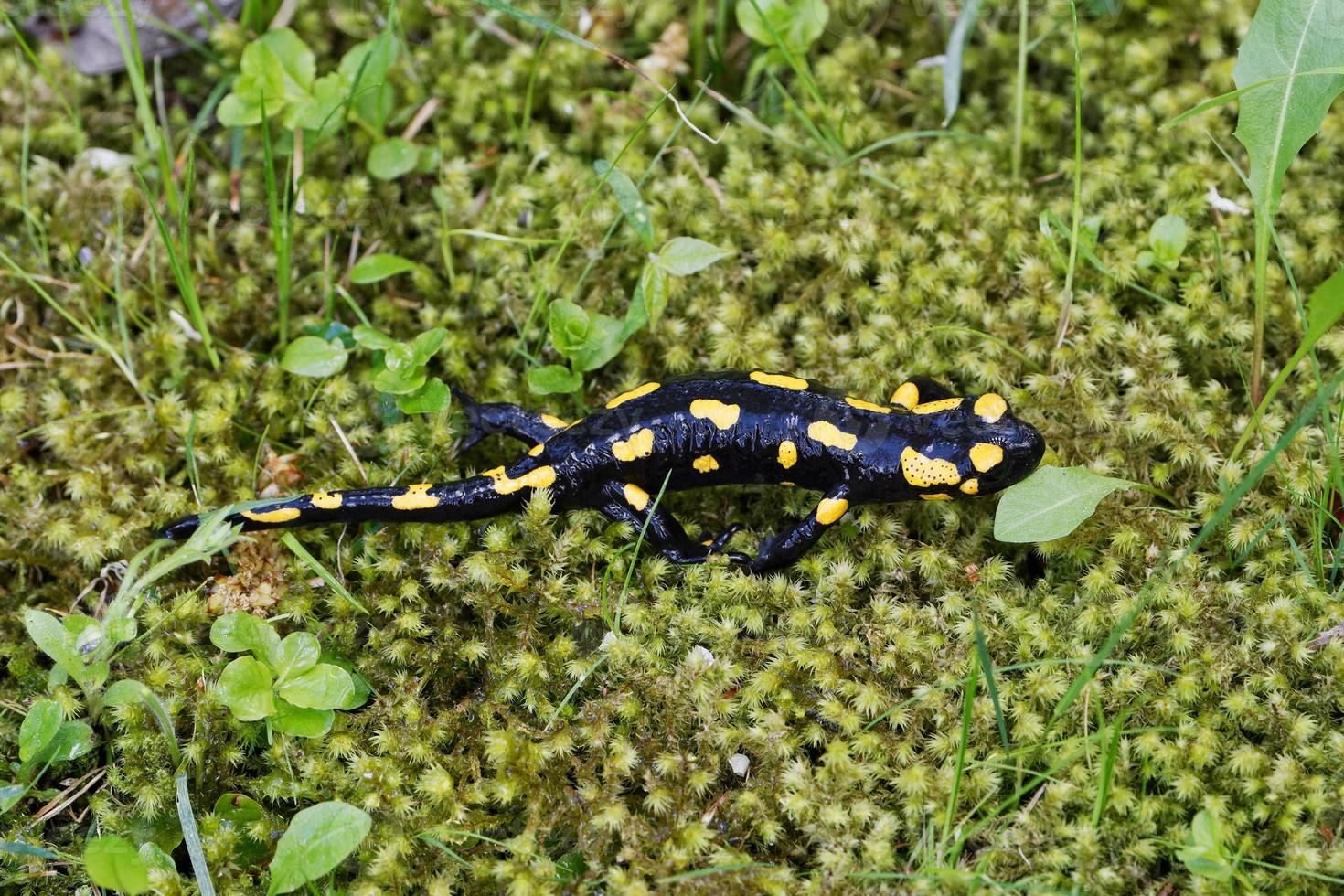 eld salamander salamandra salamandra i en natur foto