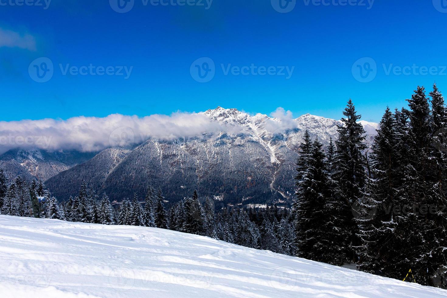 alpskog med snötäckta alpina bergstoppar i bakgrunden under blå himmel foto