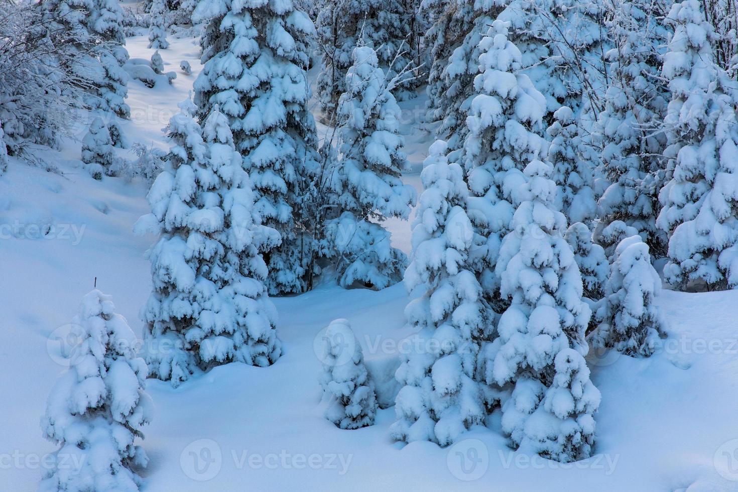 drömmande vinterlandskap med snötäckta tallar foto