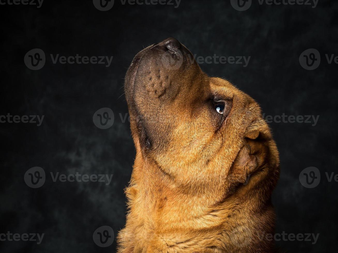 shar pei hund foto