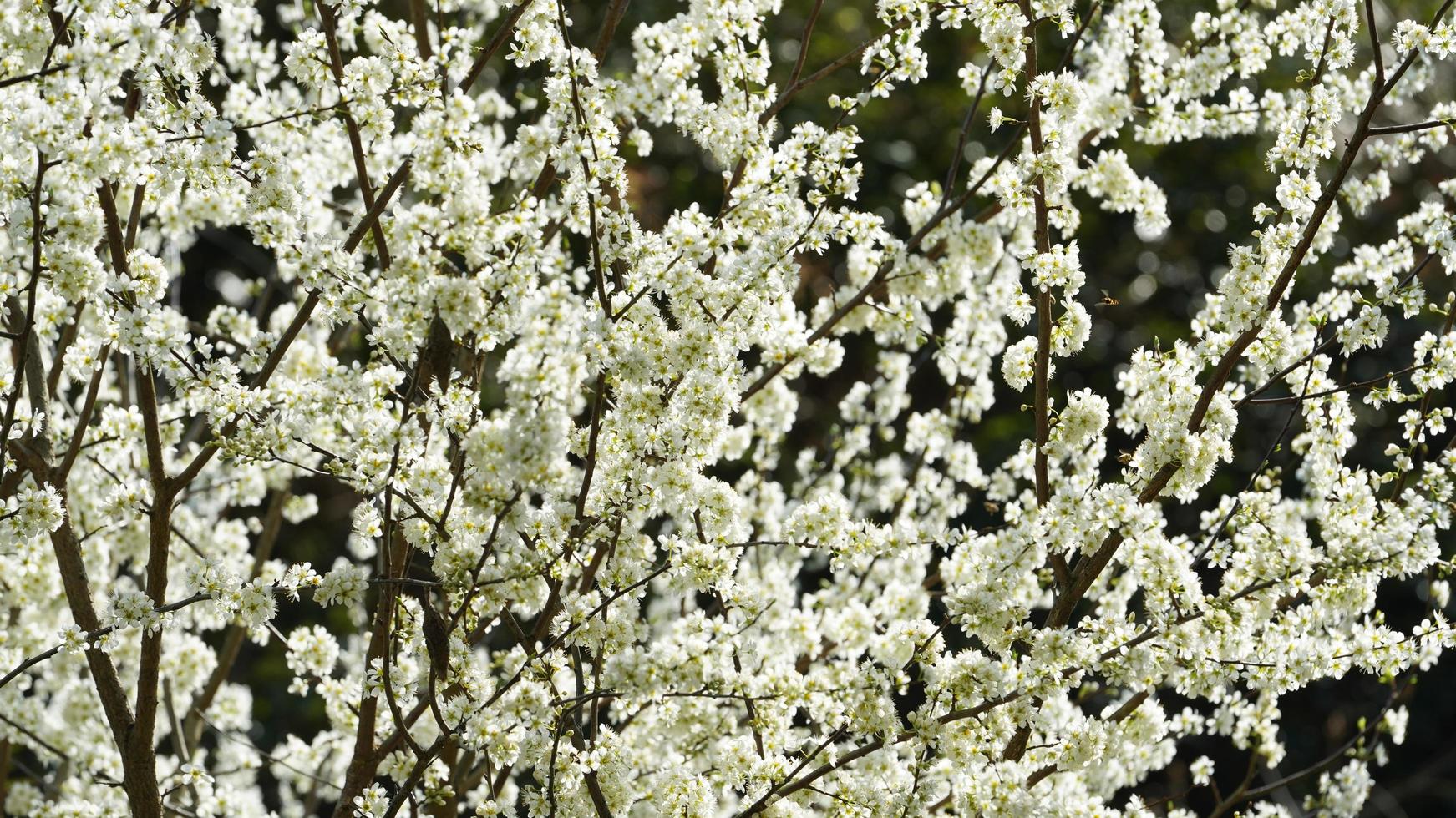 de vackra vita päronblommorna som blommar på grenarna i det vilda fältet på våren foto