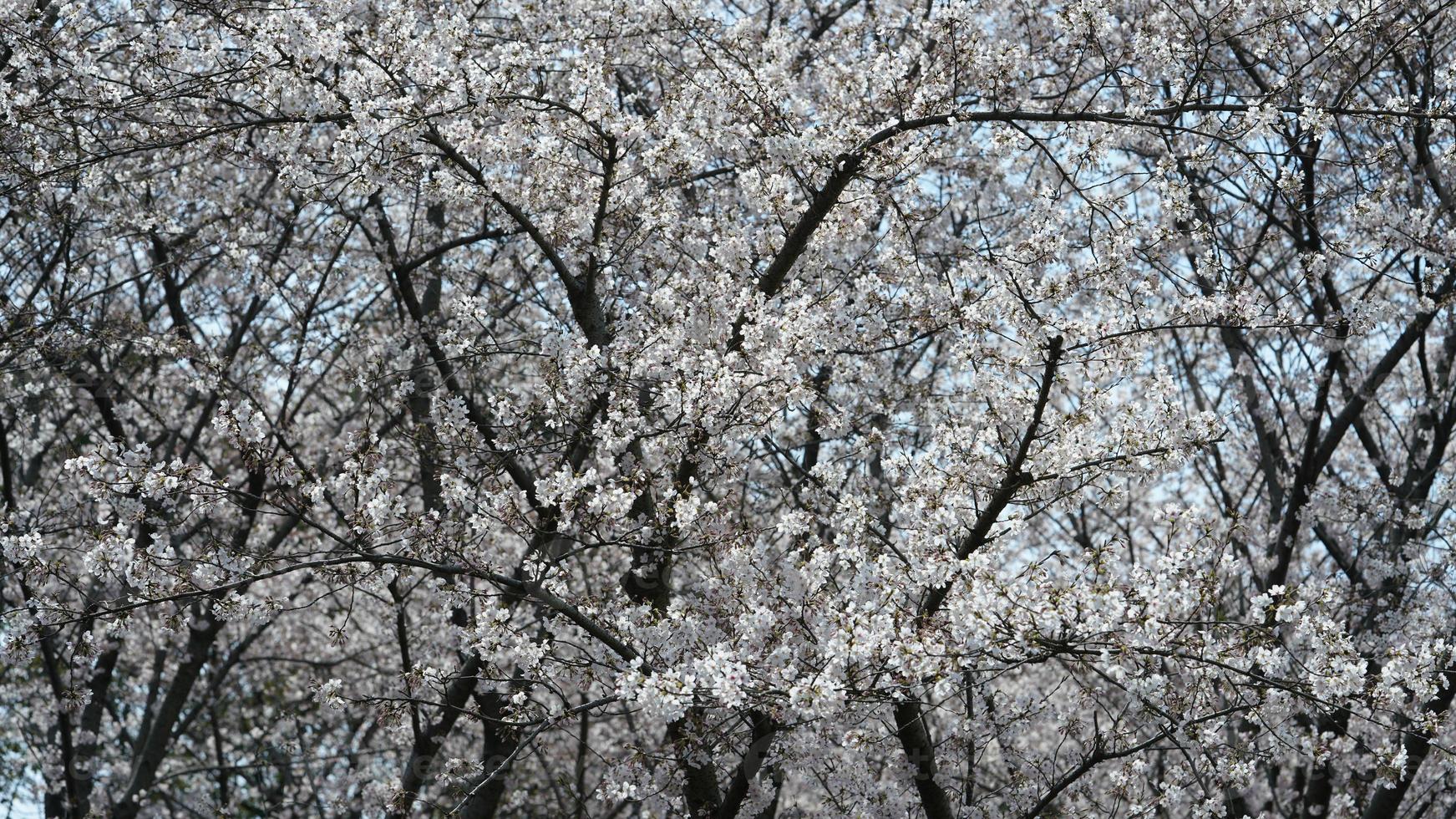 de vackra vita körsbärsblommorna som blommar i parken i Kina på våren foto