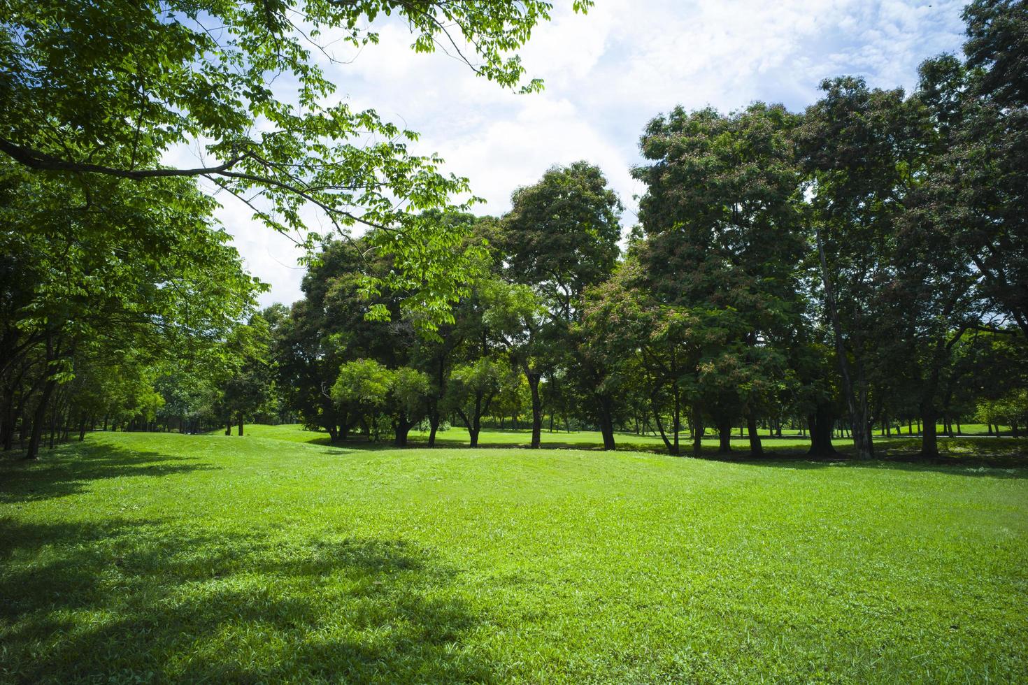 vackert grönt gräs i parken foto