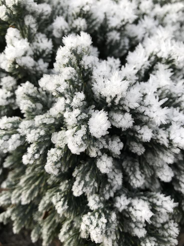 gröna blad av en växt täckt med rimfrost. vacker naturlig bakgrund med frost på gräset. frusen blomma. rimis på grässtrån i trädgården under frost. kall. vinter bakgrund. foto