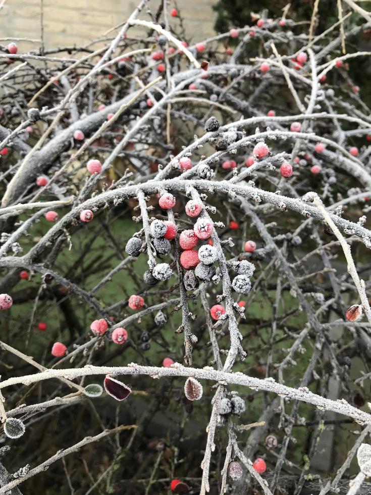 gröna blad av en växt täckt med rimfrost. vacker naturlig bakgrund med frost på gräset. frusen blomma. rimis på grässtrån i trädgården under frost. kall. vinter bakgrund. foto