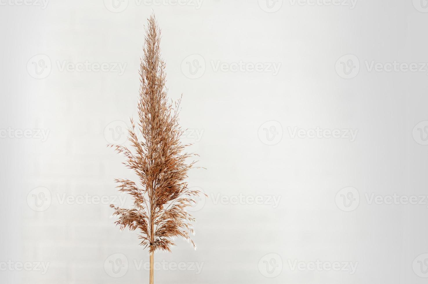 torr vanlig bulrush, på vit bakgrund. foto