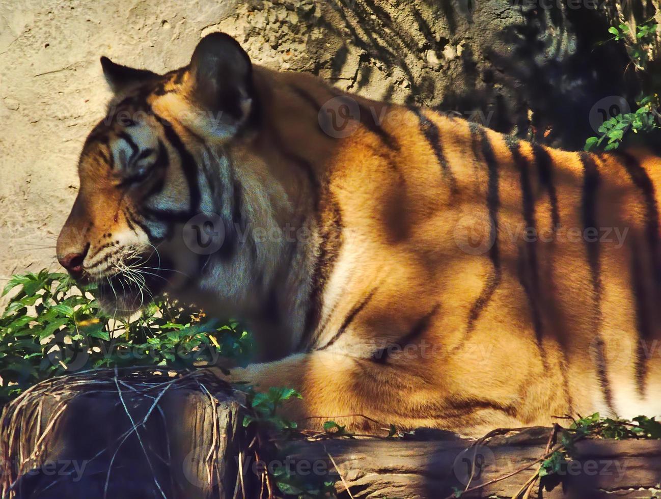 tiger liggande i skuggan av ett träd. foto