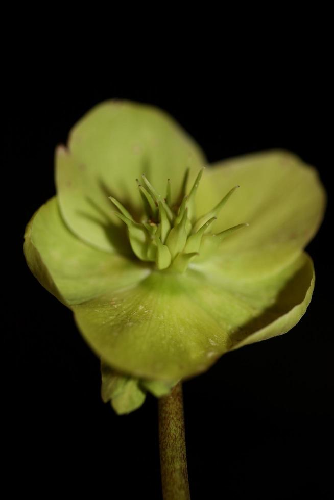 gul blomma blomma närbild helleborus viridis familjen ranunculaceae högkvalitativa botaniska tryck i stor storlek foto