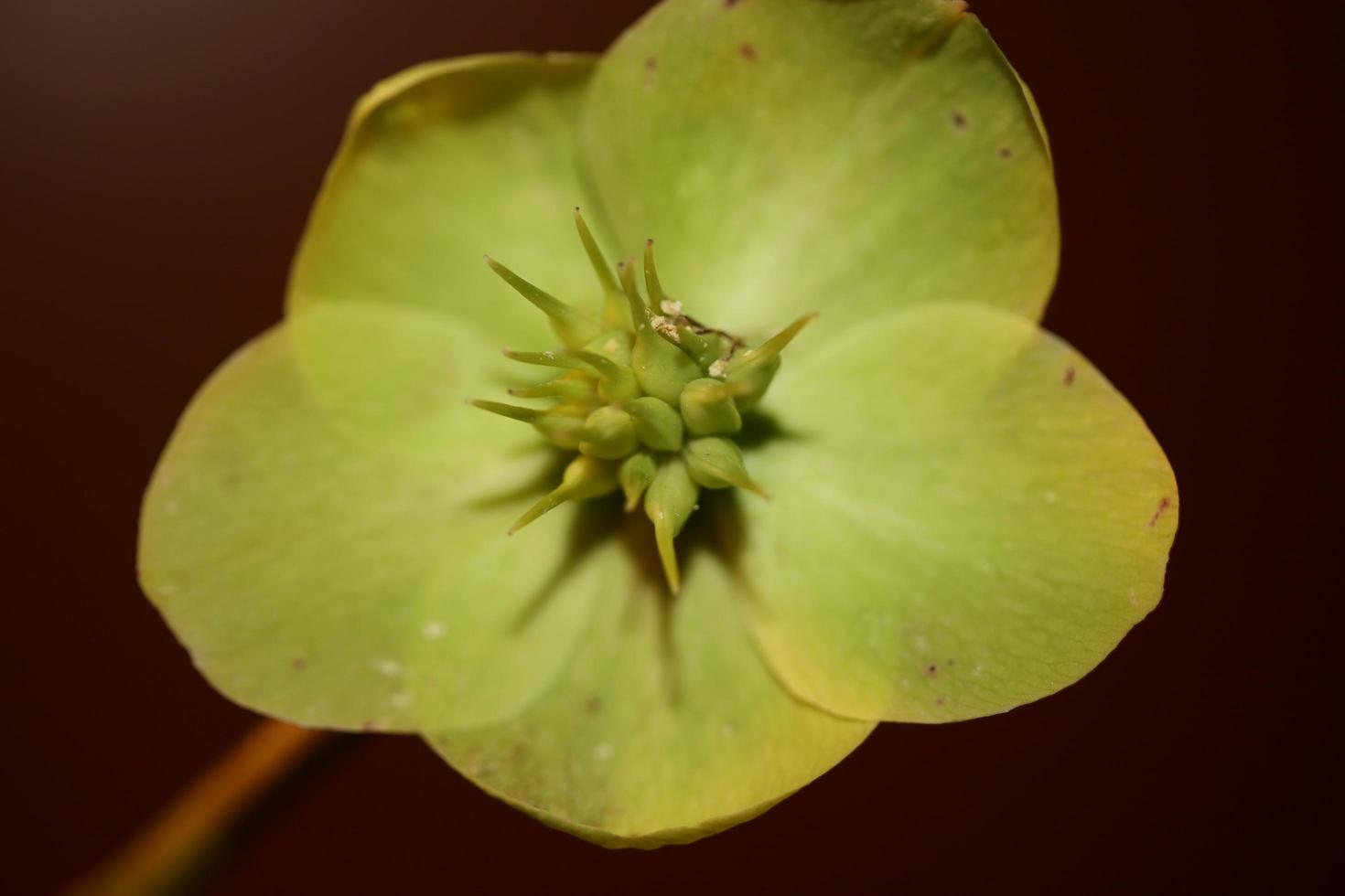 gul blomma blomma närbild helleborus viridis familjen ranunculaceae högkvalitativa botaniska tryck i stor storlek foto