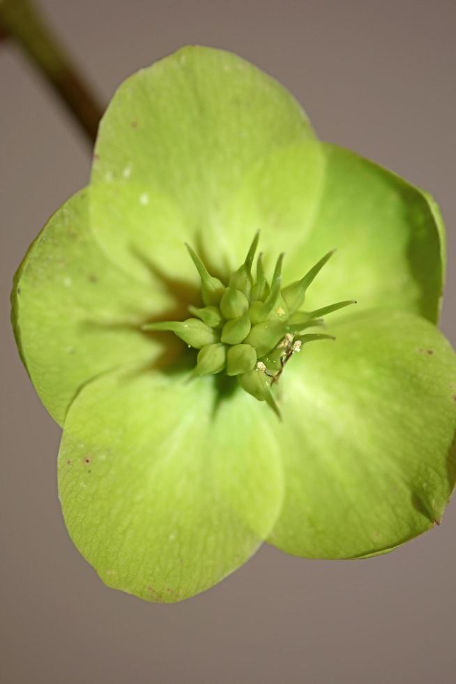 gul blomma blomma närbild helleborus viridis familjen ranunculaceae högkvalitativa botaniska tryck i stor storlek foto