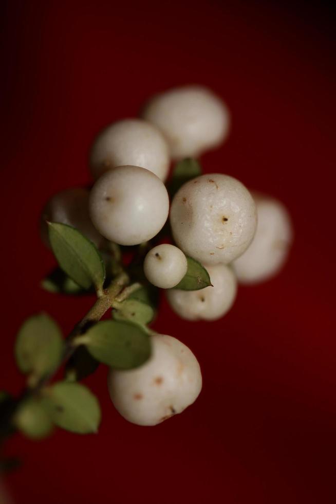 vild vit liten blomma frukt närbild botanisk bakgrund symphoricarpos orbiculatus familjen caprifoliaceae stor storlek högkvalitativt tryck foto