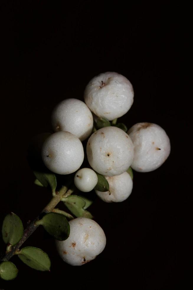 vild vit liten blomma frukt närbild botanisk bakgrund symphoricarpos orbiculatus familjen caprifoliaceae stor storlek högkvalitativt tryck foto