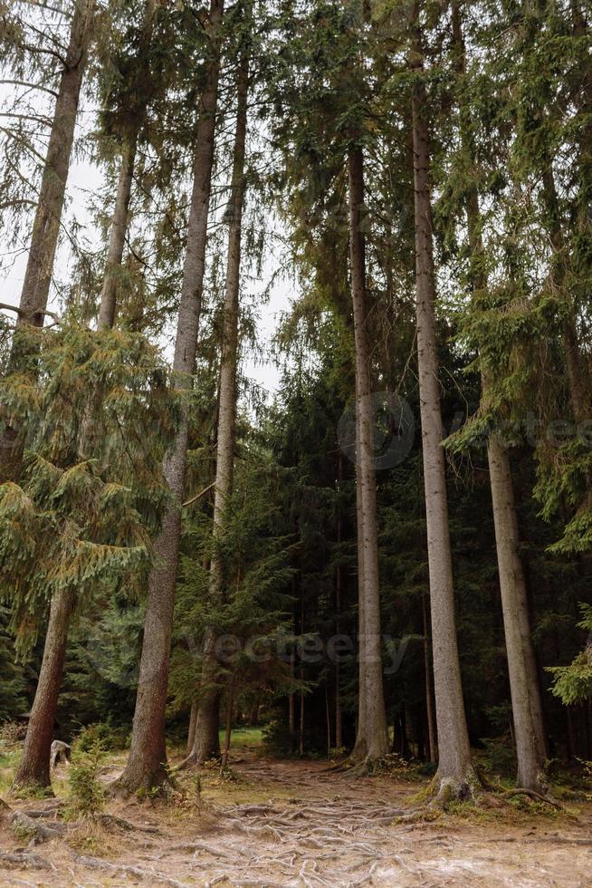 höga gamla träd i höstens tallskog. Karpaterna, Ukraina foto