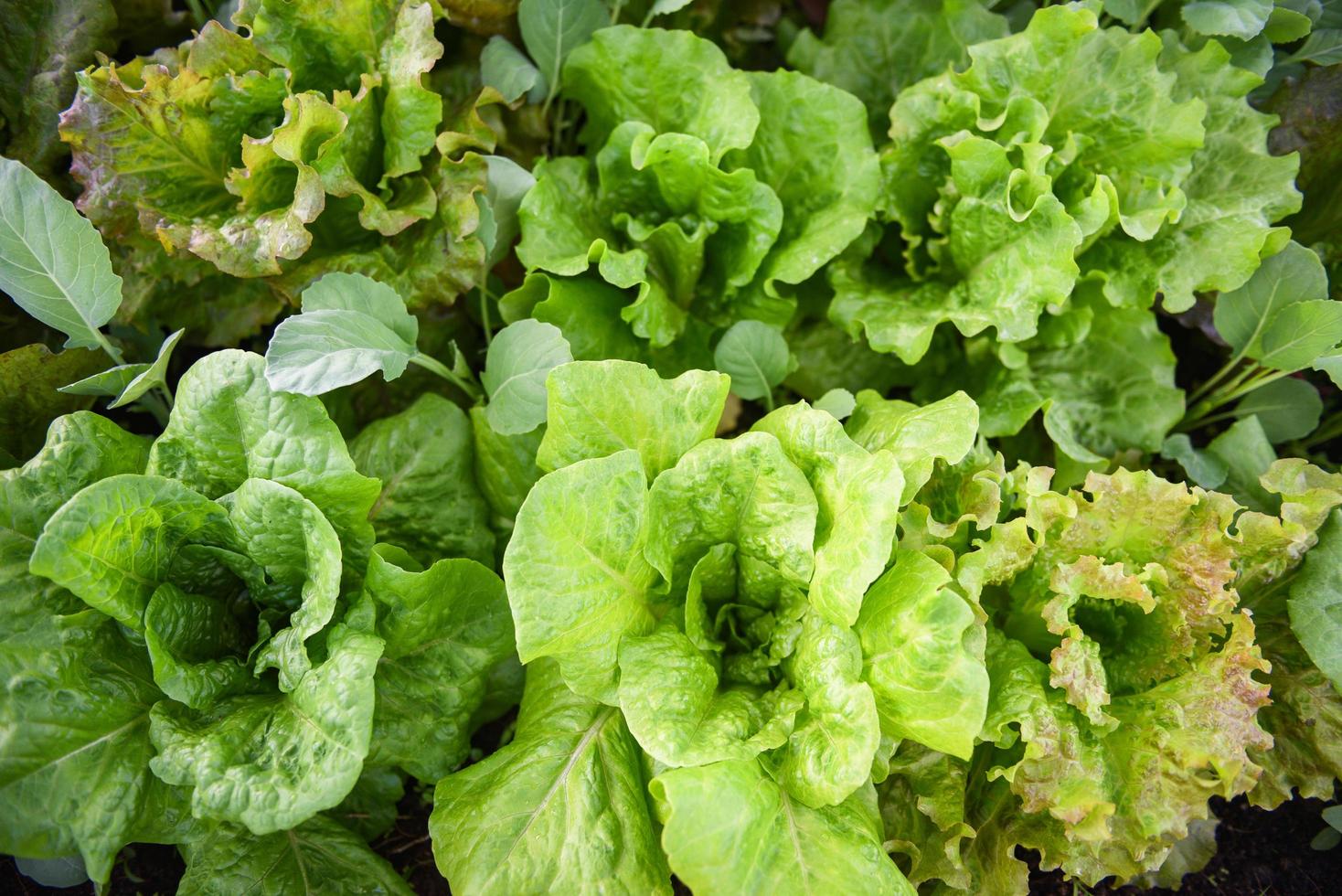 färska grönsaker salladsblad i trädgården mat ekologisk grönsaksodling vänta skördas för grön sallad hälsokost foto