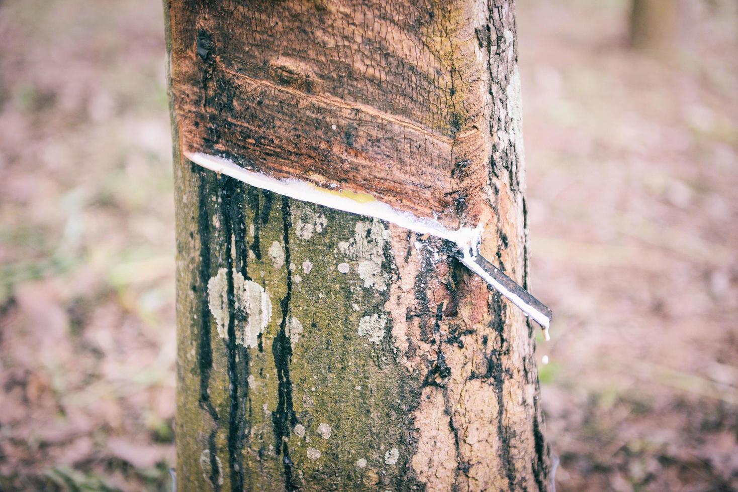 gummi latex dropping utvunnet från gummiträd plantage jordbruk i Asien för naturlig latex foto