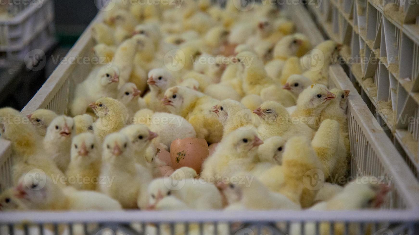 baby kycklingar precis födda på bricka, fjäderfä företag. kycklingfarmsverksamhet med högt jordbruk och användning av teknik på jordbruk vid val av processlinje för kycklingkön foto