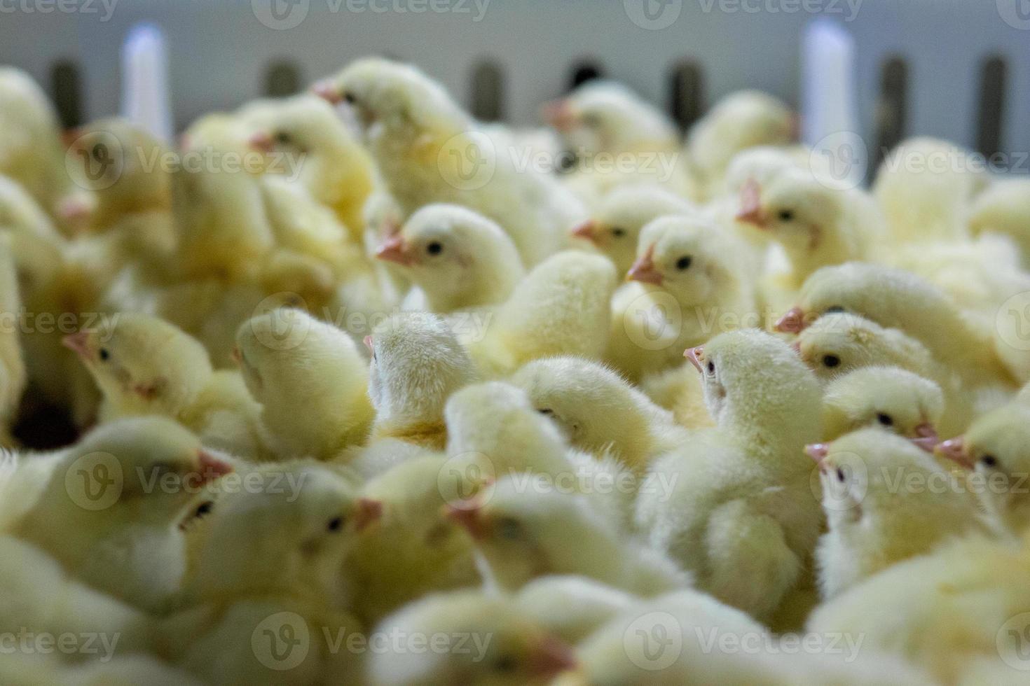 baby kycklingar precis födda på bricka, fjäderfä företag. kycklingfarmsverksamhet med högt jordbruk och användning av teknik på jordbruk vid val av processlinje för kycklingkön foto