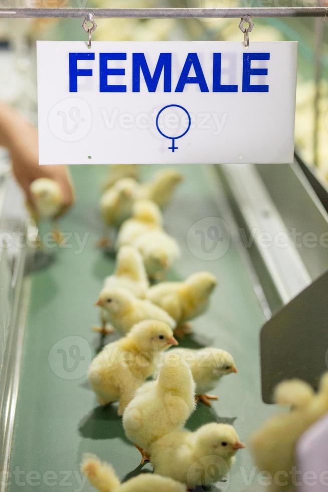 baby kycklingar precis födda på bricka, fjäderfä företag. kycklingfarmsverksamhet med högt jordbruk och användning av teknik på jordbruk vid val av processlinje för kycklingkön foto