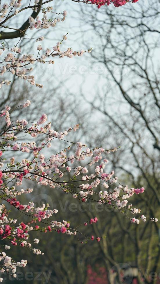 de vackra körsbärsblommorna som blommar i parken i Kina på våren foto