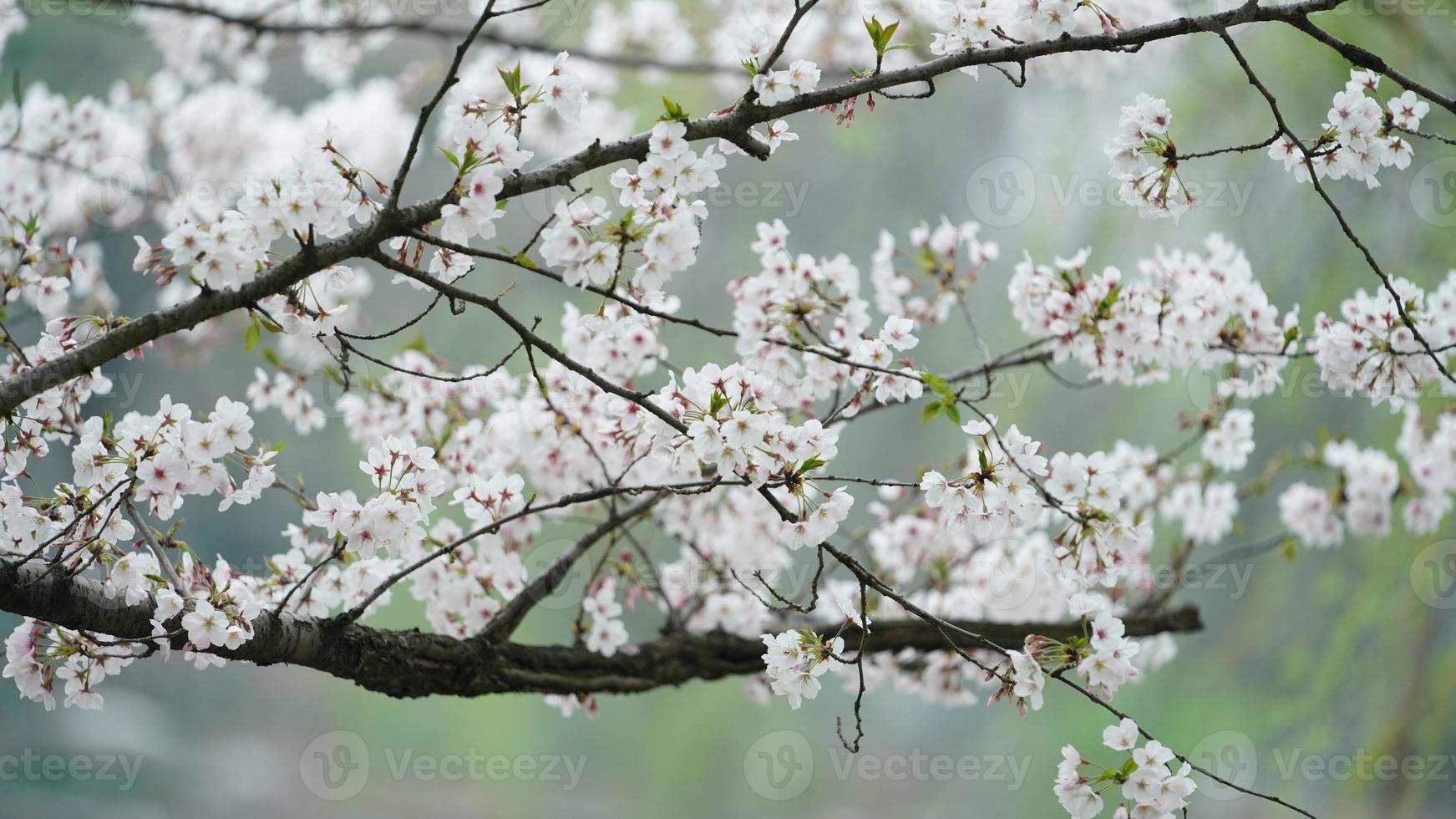 de vackra körsbärsblommorna som blommar i parken i Kina på våren foto