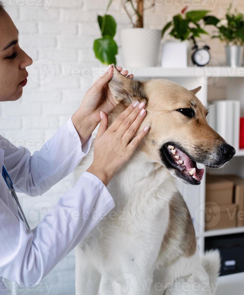 leende veterinär undersöker och borstar blandrashund foto