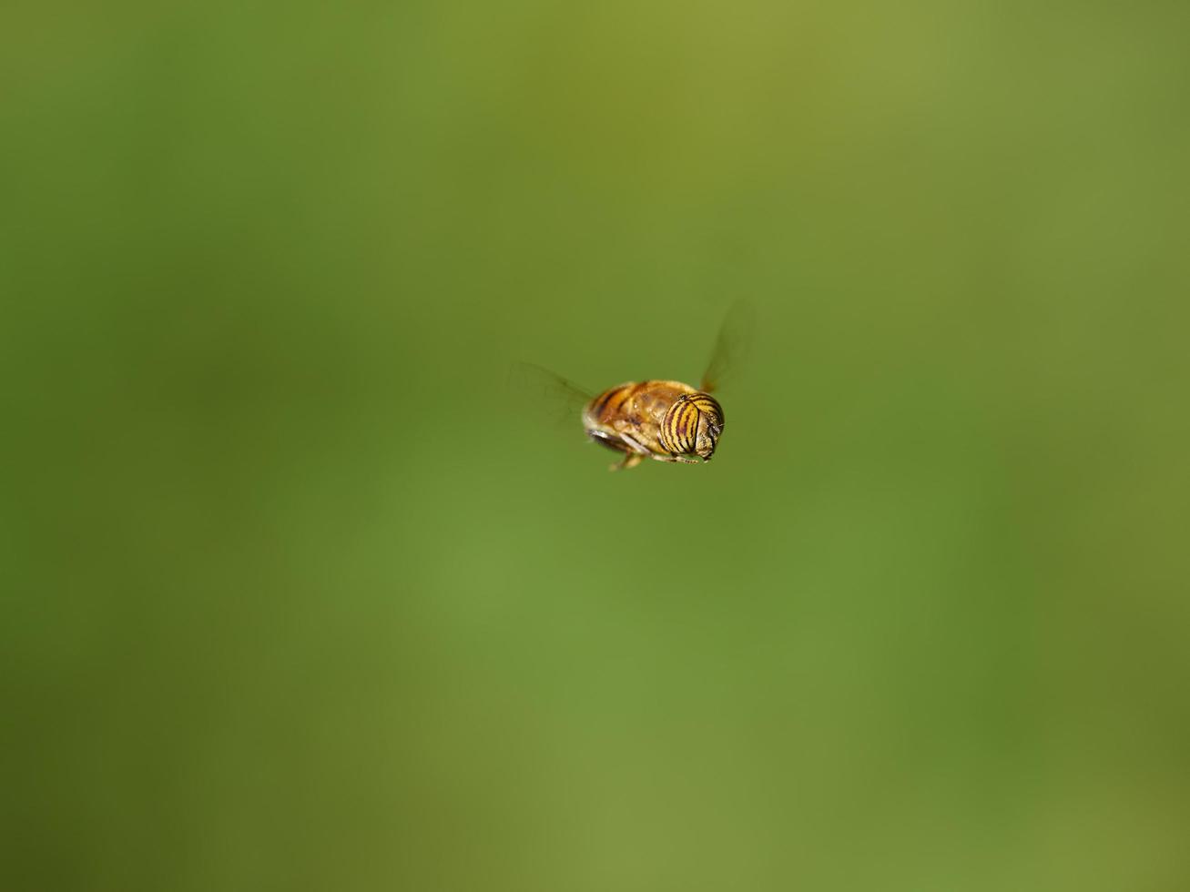 syrphidfluga, eristalinus taeniops, nära xativa, spanien foto