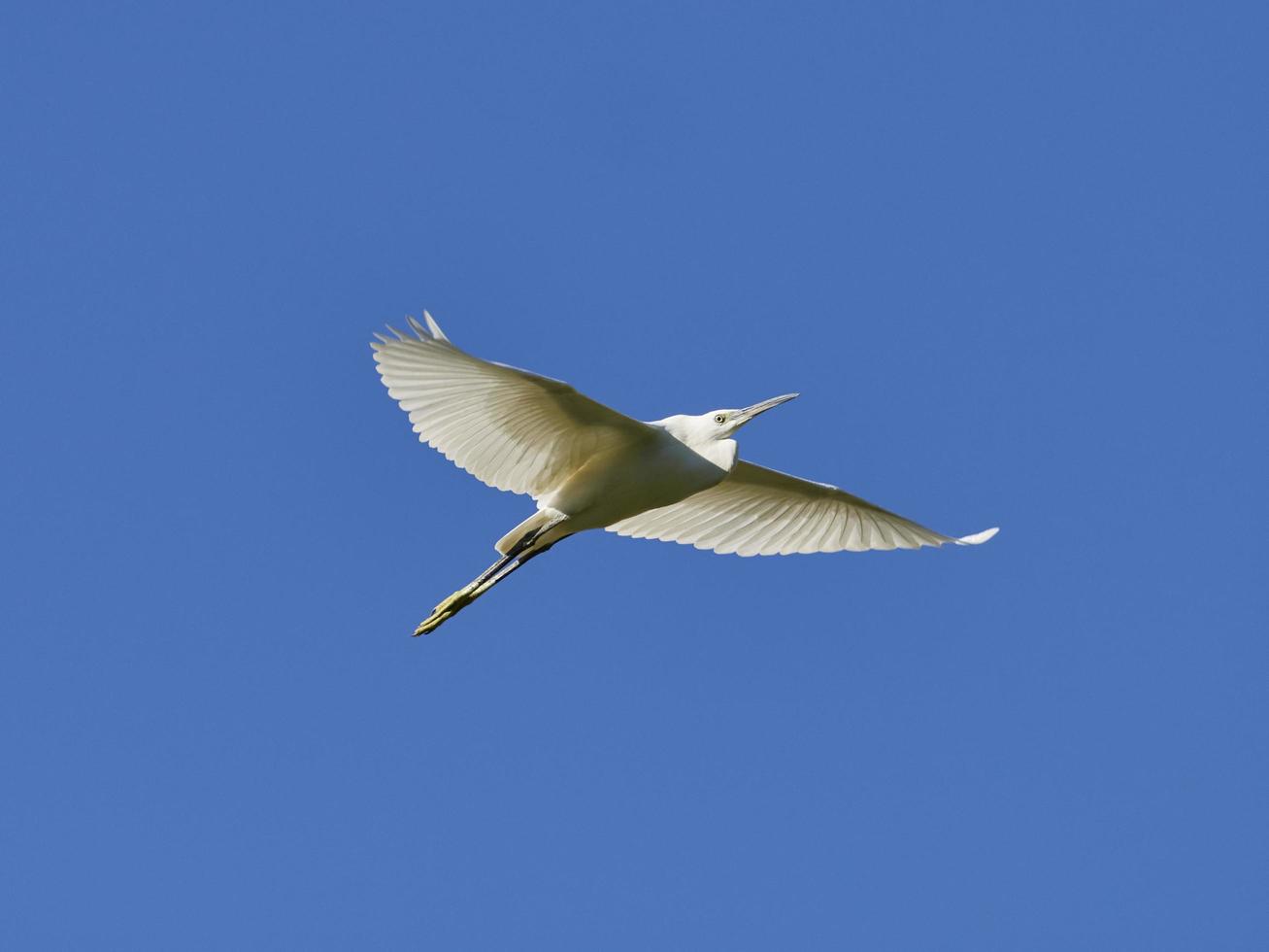 liten egret, egretta garzetta, flygande över bellusreservoaren, spanien foto